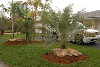 plant installation landscape design fort lauderdale