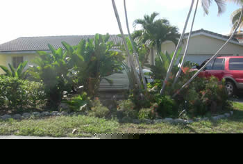 landscape cleanup and renovation