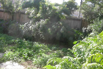 landscape cleanup and renovation