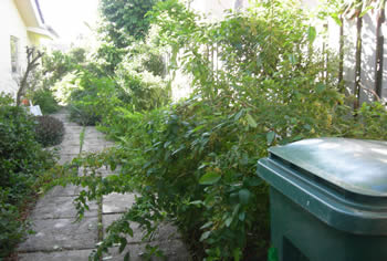 landscape cleanup and renovation