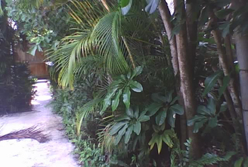 landscape cleanup and renovation