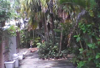 landscape cleanup and renovation