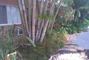 landscape cleanup and renovation