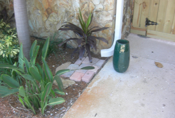 landscape cleanup and renovation