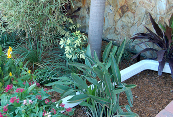 plant installation landscape design fort lauderdale