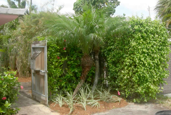 plant installation landscape design fort lauderdale