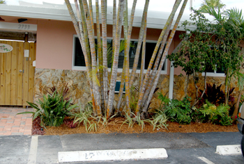 plant installation landscape design fort lauderdale