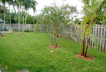plant installation landscape design fort lauderdale