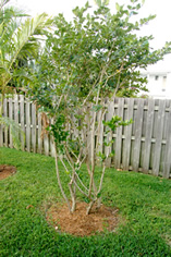 plant installation landscape design fort lauderdale