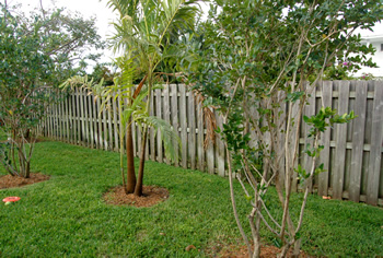 plant installation landscape design fort lauderdale