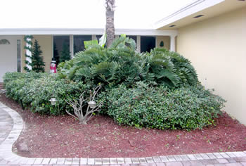 landscape cleanup and renovation