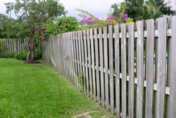 landscape cleanup and renovation