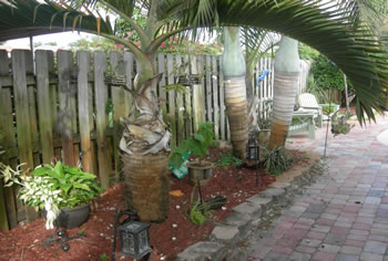 landscape cleanup and renovation