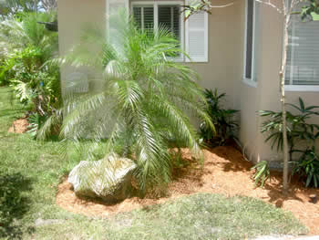 plant installation landscape design fort lauderdale