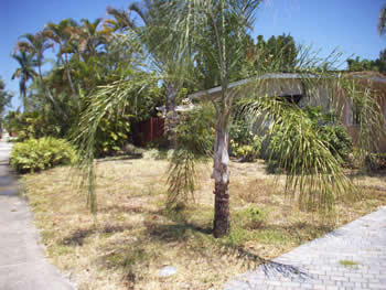 landscape cleanup and renovation