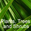 plants, trees, shrubs, lawn care, lawn maintenance