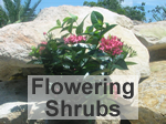 Shrubs