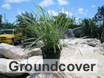 groundcover