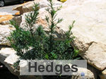 hedges
