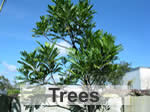 leaf trees