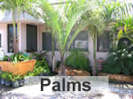 palms
