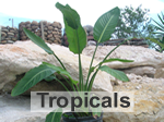 tropical plants