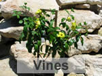 trellis vines