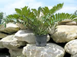 cardboard plant