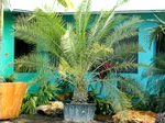 Canary Island Date Palm
