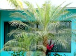 Bottle Palm