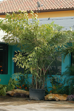 5125 Fishtail Palm