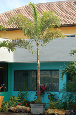 5230 Roebellini Palm