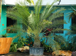 5065 Canary Island Date Palm