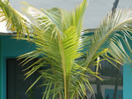 2105 Coconut palm