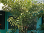 5125 Fishtail Palm