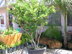 japanese fern tree
