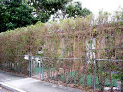 defoliated ficus hedges