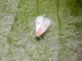 white fly on leaf